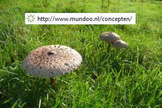 Internetconcepten